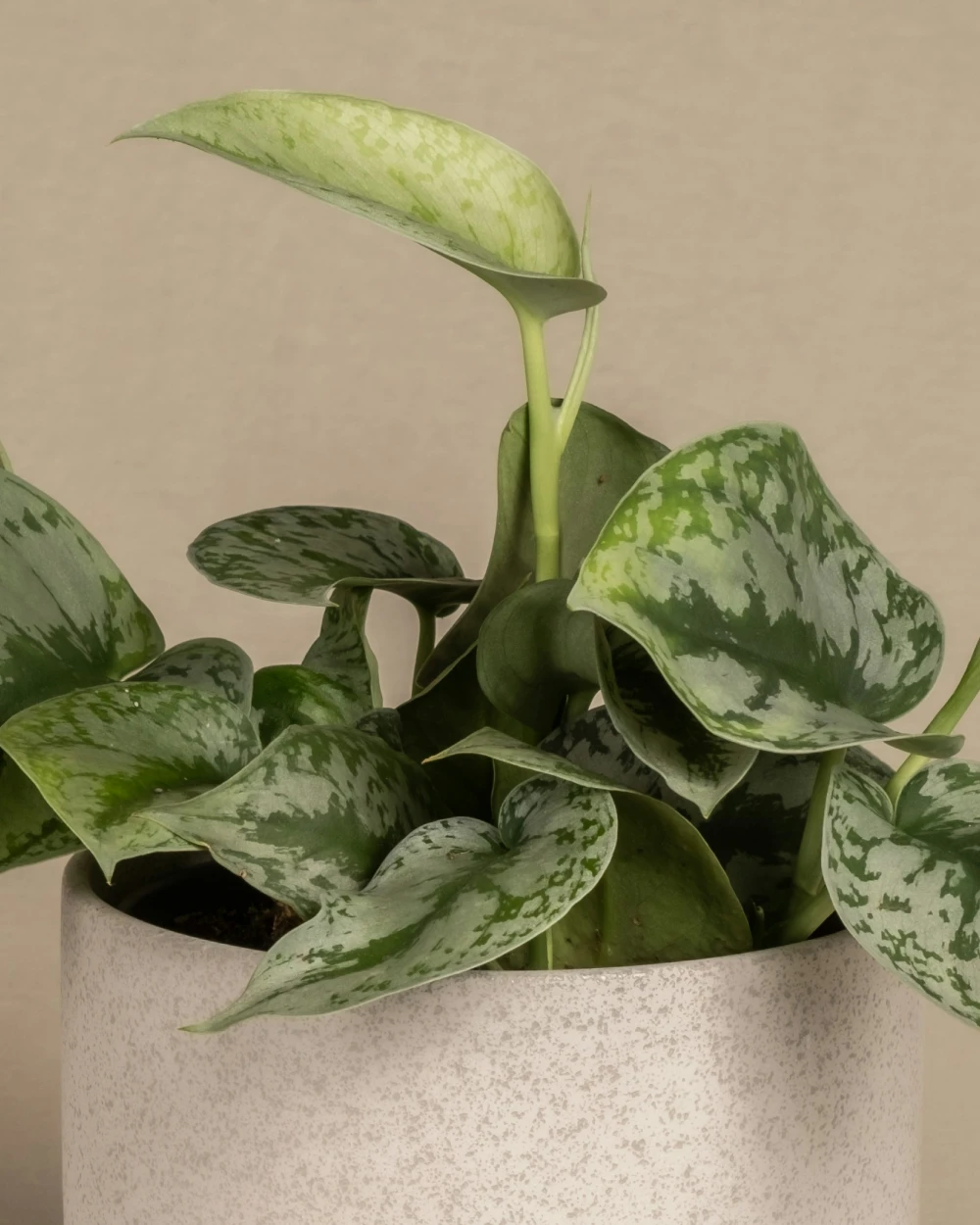 product_4_detail_1 (1)